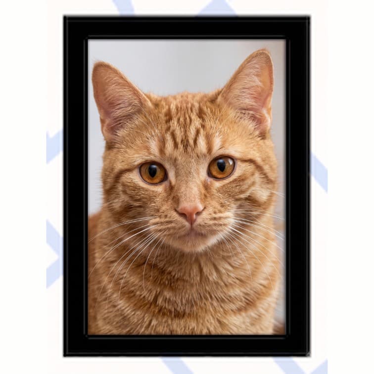 7x5 Inch Classic Black Fibre Photo Frame image 2